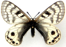 Parnassius stenosemus pensi f.nigroocellata male (aberrant)602 (Internet Image property of respective owner, non-commercial use only)